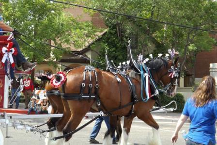 July 2013 Prescott Frontier Days Photos